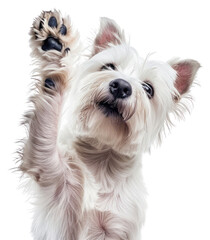 PNG White dog paw up terrier mammal animal.