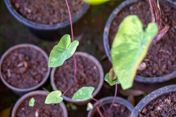 Selective focus, a small Alocasia macrorrhizos plant growing in a pot. Alocasia macrorrhizos trees for sale.