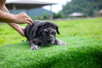 Selective focus, cute black pitbull mix puppy on green artificial grass. The pattern of a beautiful black and white puppy. and is a pattern that is hard to find