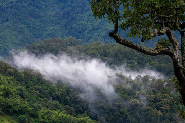 High-angle view of green forest mountain after rain There was a dense white rain mist that looked...