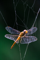 selective orange dragonfly caught in spider web natural background A poor dragonfly is caught in a spider's trap.