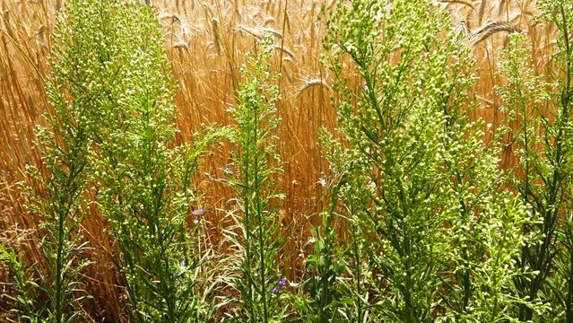 Erigeron canadensis (synonym Conyza canadensis) is annual plant native throughout most of North America and Central America. It is Canadian horseweed or fleabane, coltstail, marestail, and butterweed.