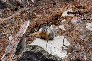 Yellow-bellied marmot  is a large, stout-bodied ground squirrel in the marmot genus. - obrazy, fototapety, plakaty