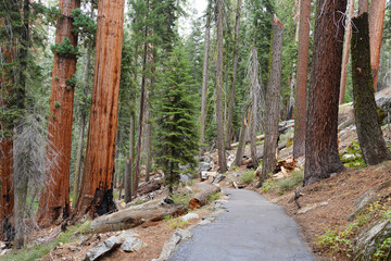Giant Forest in The Sierra Nevada Mountains.