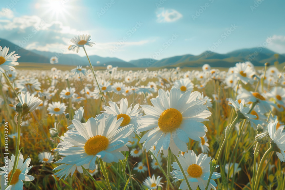 Poster a scene of daisies in a field, each petal count reflecting fibonacci numbers, under a bright, clear 