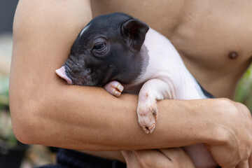 Selective focus on cute black and white piglet being held and embraced with love