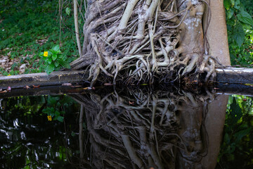 The roots of many trees descend into the pond, and there are shadows reflecting the roots of the trees in the pond. The concept of living things needing water There is space for text.