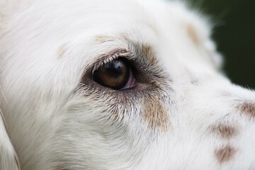 Ojo de un setter ingles