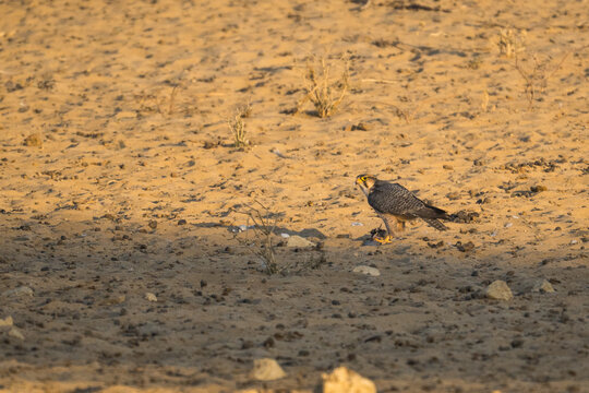 Lanner Falcon in the Kgalagadi Transfrontier Park, South Africa