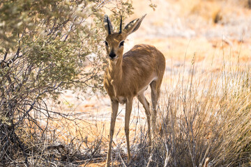 Naklejka premium Steenbok in the Kgalagadi Transfrontier Park, South Africa
