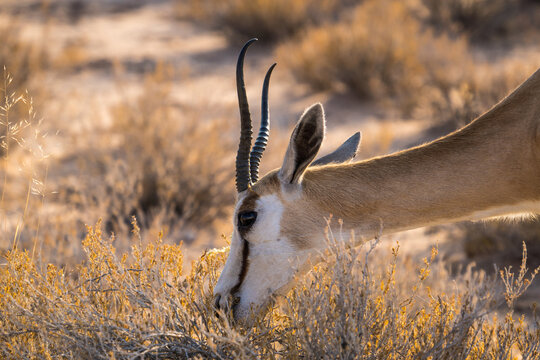 Springbok in the Kgalagadi Transfrontier Park, South Africa
