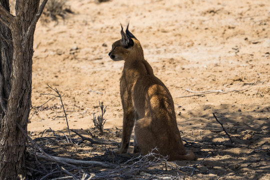 Caracal in the Kgalagadi Transfrontier Park, South Africa