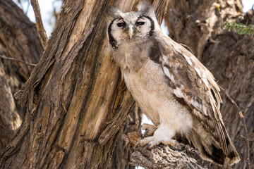 Verreaux's eagle-owl in the Kgalagadi Transfrontier Park, South Africa