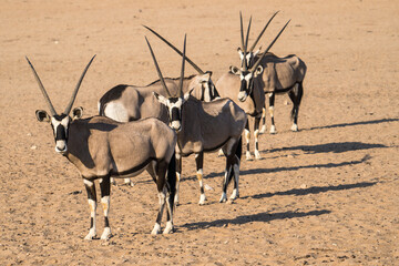 Naklejka na ściany i meble Oryx in the Kgalagadi Transfrontier Park, South Africa