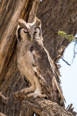 Verreaux's eagle-owl in the Kgalagadi Transfrontier Park, South Africa