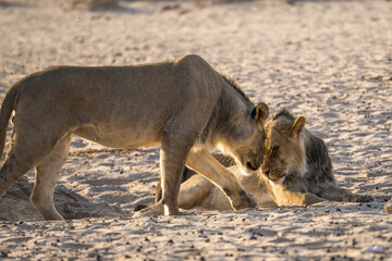 Two lions greeting each other, Kgalagadi Transfrontier Park, South Africa