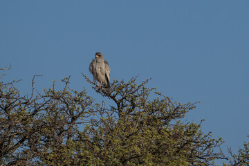 Gabar Goshawk in the Kgalagadi Transfrontier Park, South Africa