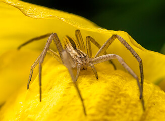 A beige spider with brown stripes hides under a yellow flower petal in a thicket of grass on a clear summer day.