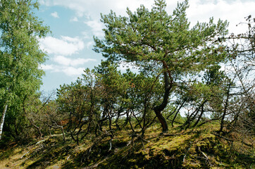 Fototapeta na wymiar trees in the forest on film