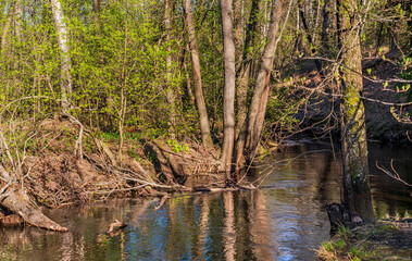 The banks of a narrow forest river overgrown with deciduous trees and bushes on a sunny spring April day.