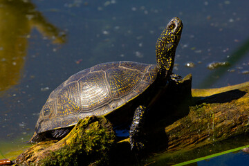 Swamp turtle. Emys orbicularis L. 
Swamp turtle - are predators. They prefer food of animal origin: insects, crustaceans, molluscs, tadpoles, frogs, fish. 