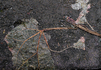 Black pavement with dried leaf imbedded texture