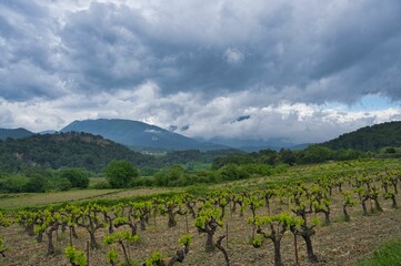 Landschaft bei Faucon im provenzalischen Drome