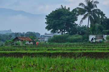 Rice Fields Ready for Planting with Mountain View