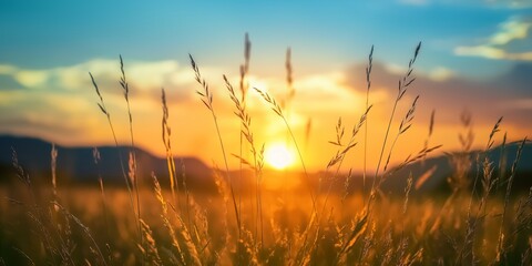 Obraz premium A lush meadow basking in the warm golden glow of the setting sun, conveying a sense of peace and warmth