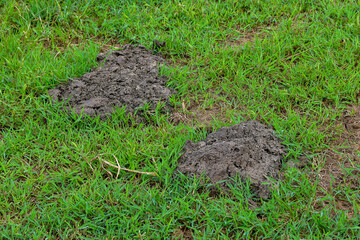 Buffalo dung. Manure that can be processed into organic fertilizer