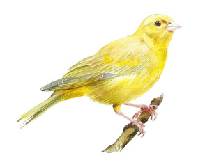 Fototapeta premium yellow canary watercolor digital painting good quality
