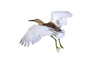 Beautiful flying Indian pond heron isolated on transparent background.