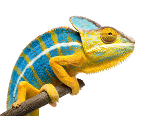 gelbe blau chameleon isoliert auf weißen Hintergrund, Freisteller