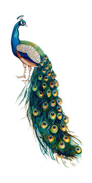 peacock watercolor digital painting good quality