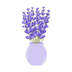 Bouquet of lavender sprigs in a light purple vase on white background. Botanical illustration with dried flowers