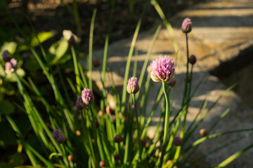 chives flower