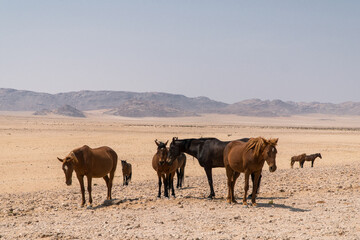 Wild horses of Garub, Namibia