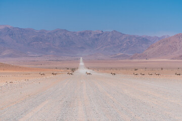 Oryx in the Namib-Naukluft National Park along the C27, Namibia