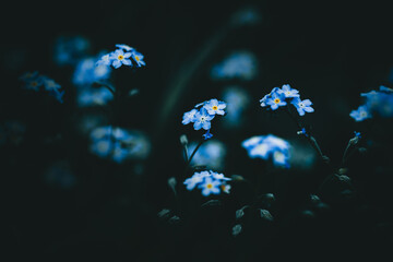 Beautiful blue forget-me-not flowers bloom in the summer evening at dusk, among the wild grasses in the field.