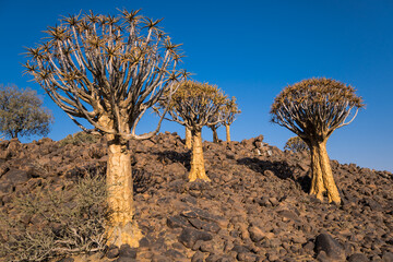 Quiver Tree Forest in the sunset, Keetmanshoop, Namibia