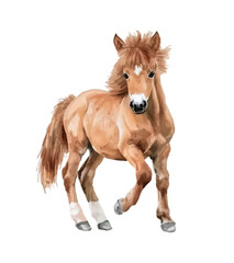 horse pony watercolor digital painting good quality