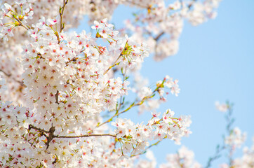 Beautiful sakura flower (cherry blossom) in spring. sakura tree flower on blue sky.