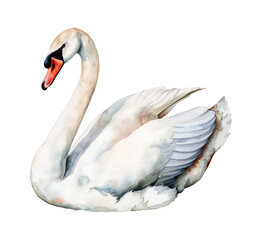 white swan watercolor digital painting good quality