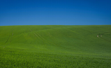 Obraz premium Green field and blue sky
