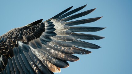 Detailed view of brown and white eagle feathers against a clear blue sky. - Powered by Adobe