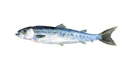 Obraz premium anchovy fish watercolor digital painting good quality