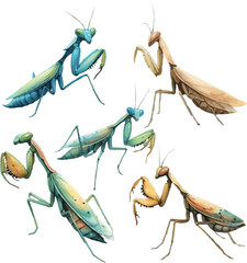 set with mantises in watercolor style in vector 