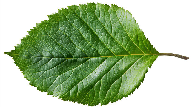 a single green leaf with serrated edges on a white background