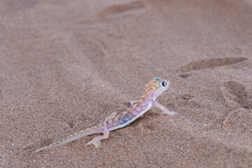 Namib sand gecko near Swakopmund, Namibia