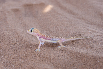 Namib sand gecko near Swakopmund, Namibia